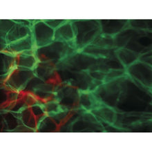 Cargar imagen en el visor de la galería, Showtec Dreamwave