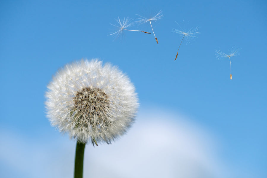 Allergie :  Varie informazioni al riguardo.