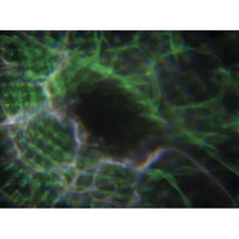 Carica l&#39;immagine nel visualizzatore di Gallery, Showtec Dreamwave
